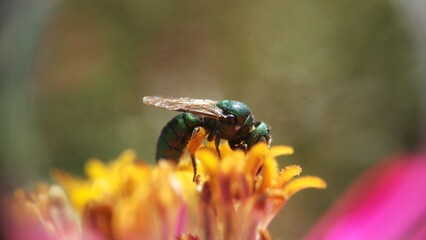 GREEN ORCHID BEE / EUGLOSSA DILEMMA TAKE A POLLEN IN NATURE