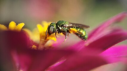 GREEN ORCHID BEE / EUGLOSSA DILEMMA TAKE A POLLEN IN NATURE