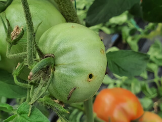 Small Helicoverpa armigera (Lepidoptera: Noctuidae) caterpillar on a green tomato plant. It is also called the cotton bollworm, corn earworm, or bollworm.