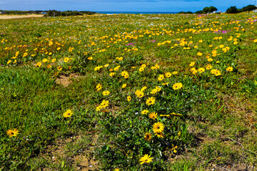 Description
Field of yellow and white spring wildflowers near the sea in the small  town of  Still Bay in the Western Cape, South Africa