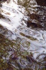 water reflections in the forest