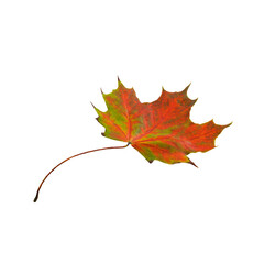 Beautiful lonely colored maple leaf on a transparent background. Side view. PNG.