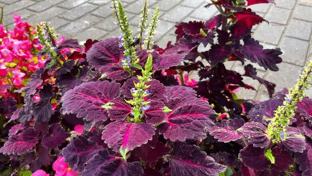 Beautiful coleus plant with a natural background. A bumblebee collects pollen from a flower.