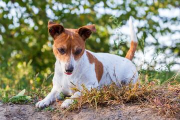 Jack Russell Terrier on the grass.