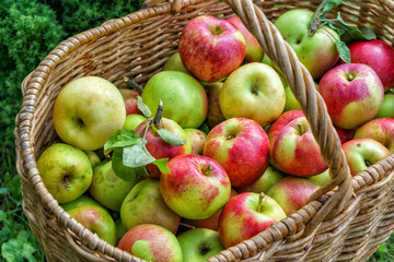 Fresh apples in a basket, in a summer garden, in the countryside