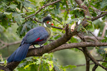 White-cheeked Turaco - Menelikornis leucotis, beautiful colored tropical bird from African forests and woodlands, Ethiopia.