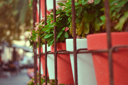 flores en la calle
