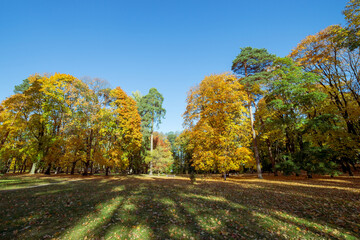 Trees in the park on a sunny autumn day
