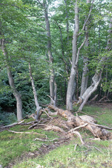 Trees in summer