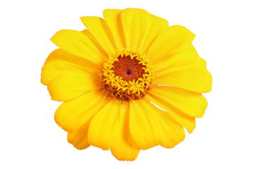 Yellow zinnia