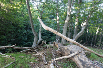 Fototapeta na wymiar Trees in summer