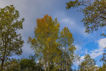 Beautiful view of autumn forest with yellowed trees swaying in wind  on backdrop of blue sky with white clouds. 