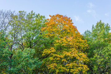 Beautiful view of yellowed maple tree on bright autumn day. Sweden.
