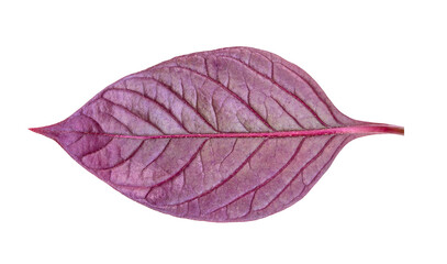 purple leaves pattern,leaf tree isolated
