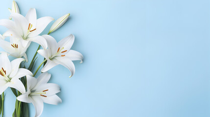 Beautiful white lily flowers on light blue background