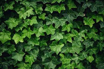 Fototapeta na wymiar Lush greenery. Closeup of nature patterns. Botanical beauty. Fresh leaves and ivy on garden wall. Summer splendor. Vibrant green foliage