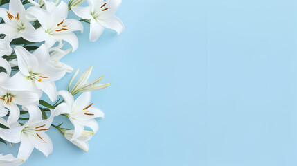 Beautiful white lily flowers on light blue background