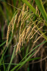 Rice fields in the rice fields are turning yellow