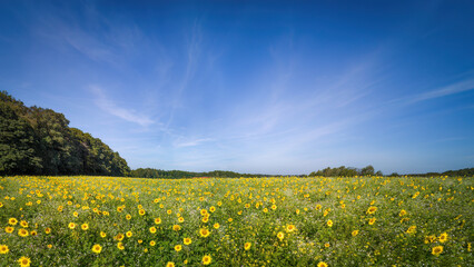 yellow sunflower field with blue sky, nature, rural landscape, intercrop, agriculture, flower meadow, place for text, copy space, banner, panorama, background