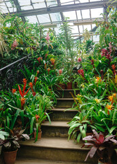 blooming bromeliads in pots on the steps of a vintage staircase among tropical plants in an old greenhouse