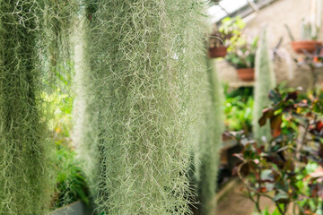 thickets of spanish moss (tillandsia usneoides) in a greenhouse among tropical plants