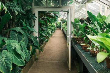interior of a large greenhouse with a collection of tropical plants
