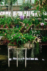 stand with various tropical moisture-loving plants over a pond in a greenhouse