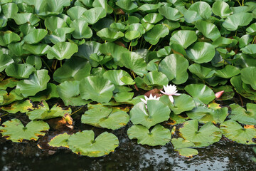 lotus leaves completely cover the surface of the water, pure flowers rise from the swamp mud