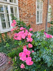 Fototapeta na wymiar Tender pink roses, blooming bush