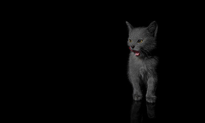 Gray kitten with green eyes.