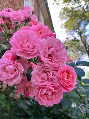 Tender pink roses, blooming bush