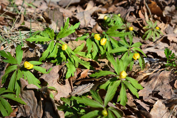green stems with yellow buds isolated on the ground with dry autumn leaves