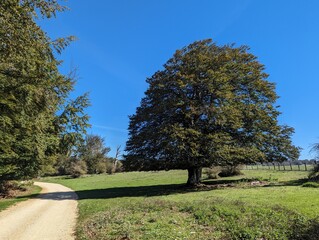 Árbol grande y ancho