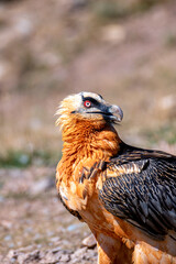 Bearded Vulture in the Pyrenees, Spain.