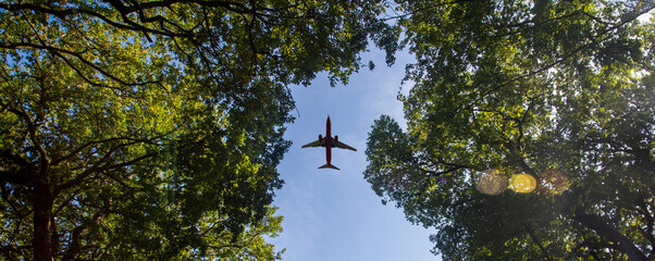 looking up through trees to a plane flying overhead. © Rob Wilkinson