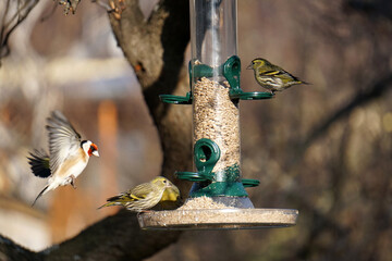 Siskins and goldfinches on bird feeder in winter - obrazy, fototapety, plakaty