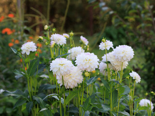 Many Evelyn dahlias in the garden on a blurred background