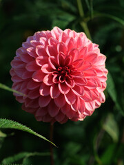 Red dahlia flower in garden close-up macro