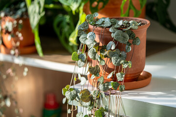 Ceropegia woodii houseplant with long heart shaped leaves in terracotta pot at sunlight closeup....