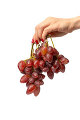 A sprig of red grapes in woman hands isolated on a white background.