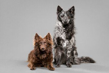 two hungarian mudi shepherd dogs group portrait in the studio on a grey background