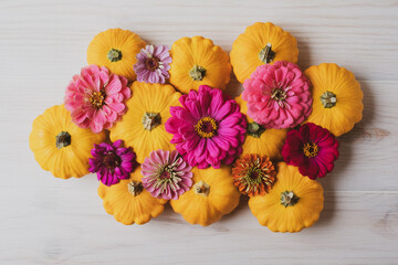 Colorful freshly picked pumpkins and zinnia flowers in full bloom, top view, flat lay style. Autumn seasonal composition.