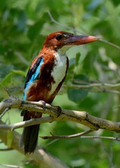 White-throated Kingfisher (Halcyon smyrnensis)

Most common out of all the Kingfishers of Pakistan. Fearless and adoptable bird. Can eat anything from Snakes to Insects.  