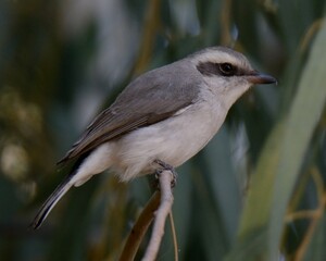 Common Woodshrike (Tephrodornis pondicerianus).

In Pakistan, I only spot it in forested/scrub habitats.
