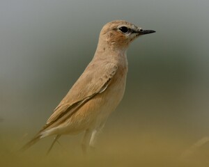 Isabelline Wheatear (Oenanthe isabellina)

One of many species of Wheatear found in Pakistan.The name “Wheatear” is derived from “White arse”,referring to White rump present in many Wheatears species.