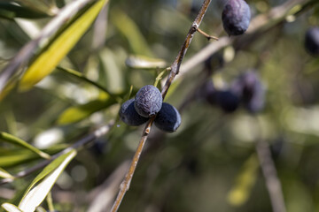 olive tree in Spain