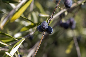 olive tree in Spain