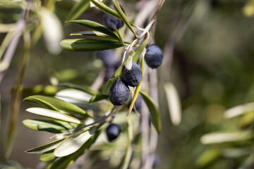 olive tree in Spain