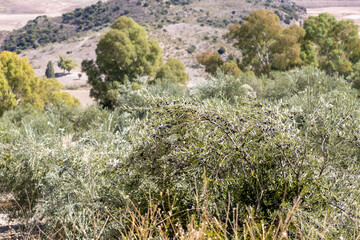 olive tree in Spain