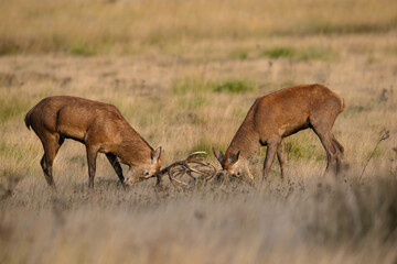 Naklejka na ściany i meble Young red deer stags practice rutting